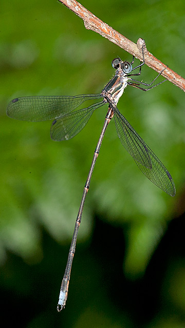 Chlorolestes elegans